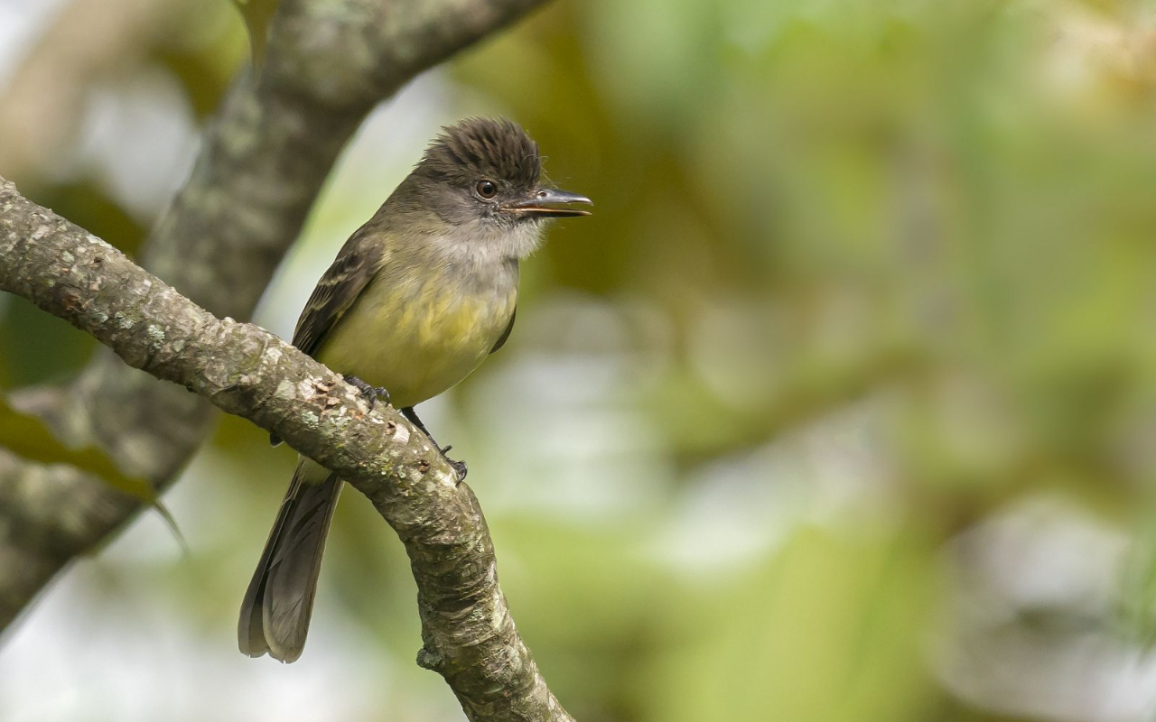 Web-Oliverio-Tours-COLOMBIA PARAISO DE LAS AVES – COLOMBIA BIRD PARADISE (5)