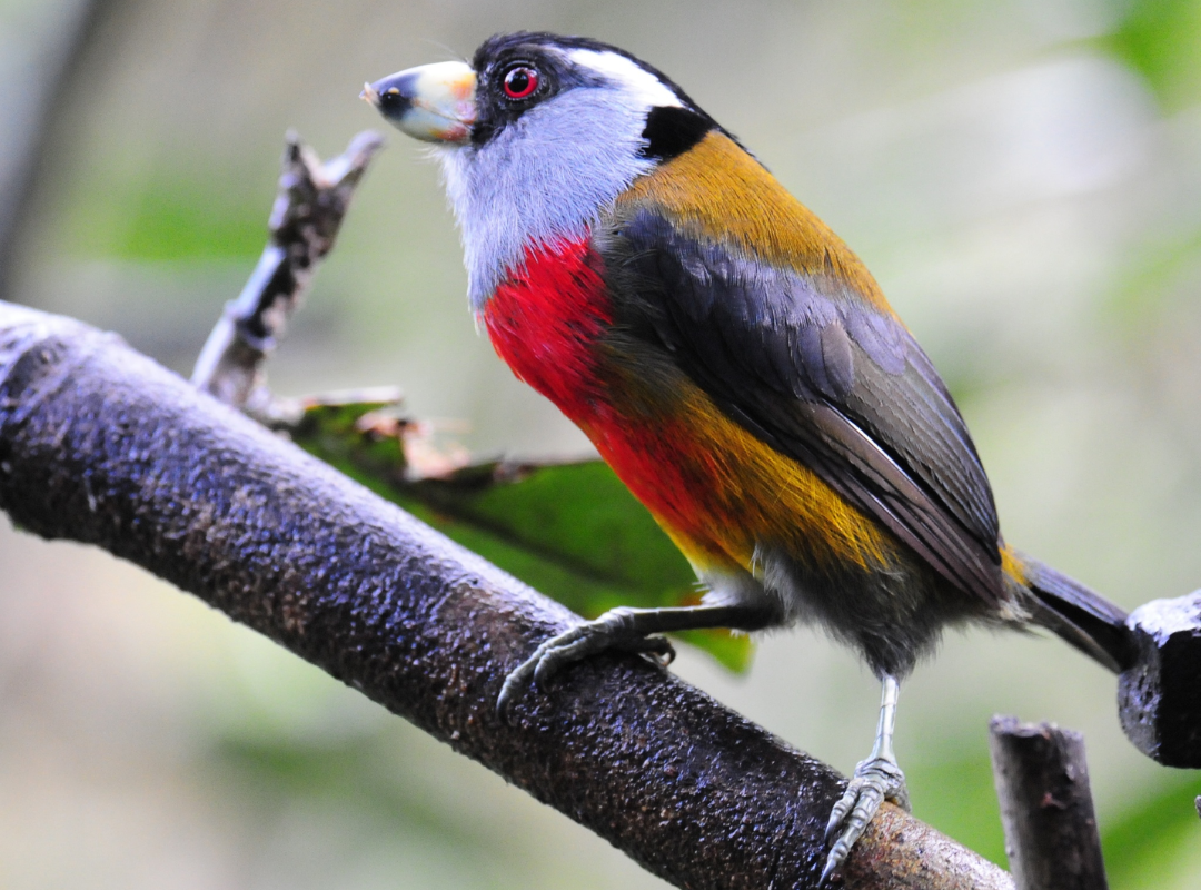 producto-web-oliverio-tours-viajes-cali-colombia-valle-mundo-viajar-vacaciones-disfrutar-enjoy-colombian-aves-y-musgos-avistamiento-de-aves