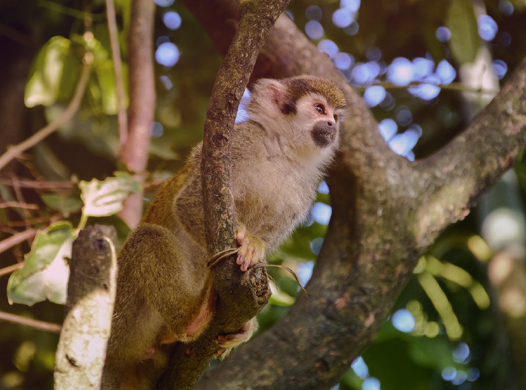 AMAZONAS-Bogota-canocristales-amazonas-colombia-sea-colombiaoliverio-tours-colombian-cali-
