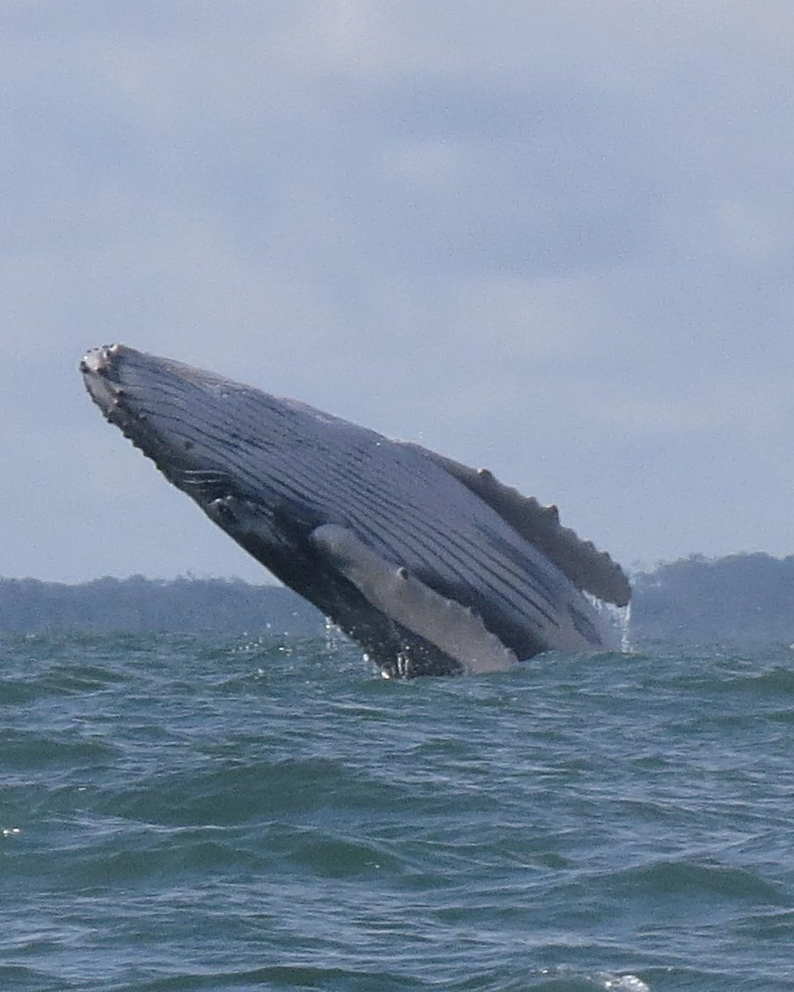 Avistamiento-de-ballenas (3)-oliverio-tours-naturaleza-cali-colombia-valle-del-cauca-2026-juli