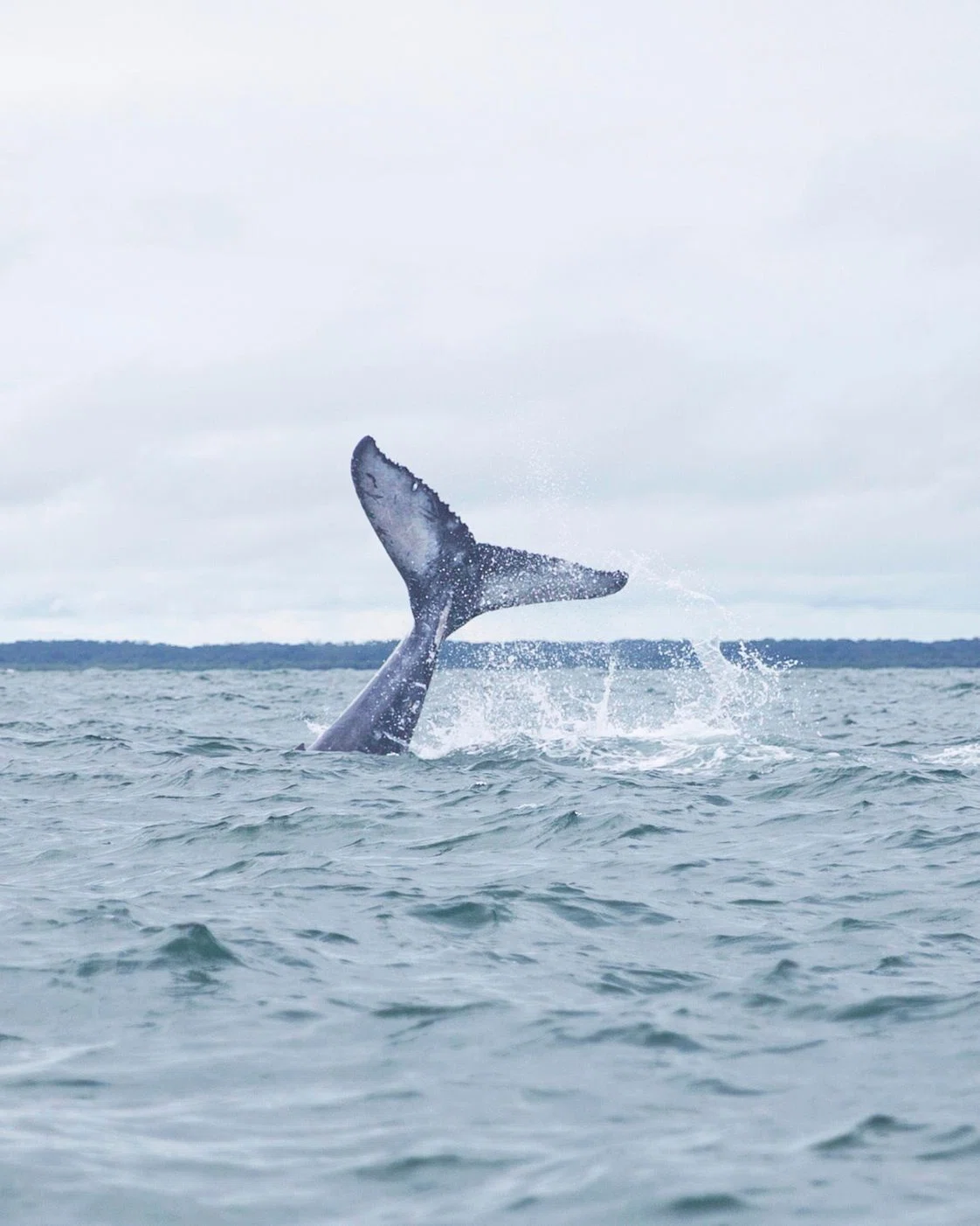 Avistamiento-de-ballenas-oliverio-tours-naturaleza-cali-colombia-valle-del-cauca-2026-juli
