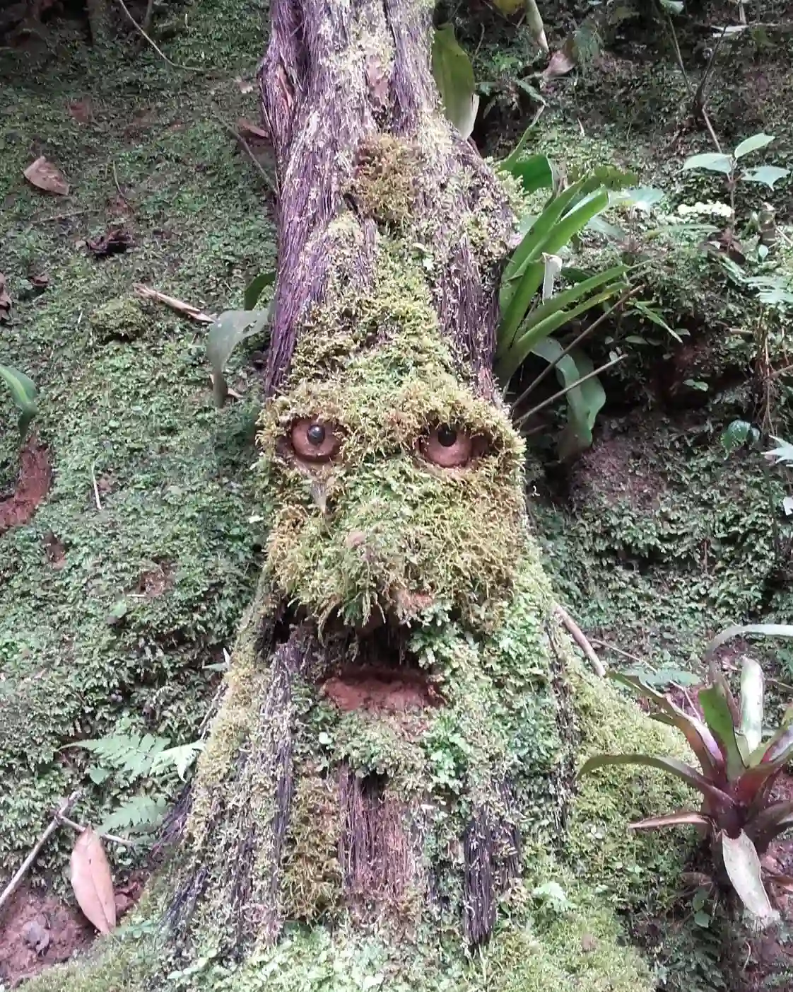cali-rural (5)-oliverio-tours-naturaleza-cali-colombia-valle-del-cauca-2026-juli